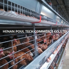 Layer Battery Cage (H type)